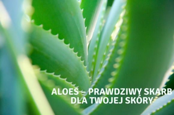 Aloes – prawdziwy skarb dla Twojej skóry Uroda, LIFESTYLE - Aloes to roślina, która występuje w krajach tropikalnych, między innymi w Afryce oraz na Madagaskarze. Jest sukulentem, a więc przystosowała się do życia w warunkach ograniczonego dostępu wody i wykształciła tkankę, która służy do jej magazynowania. title =