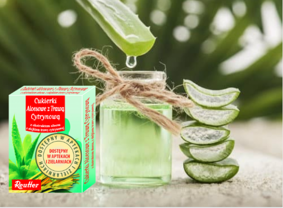 Cudowny Aloes – zatrzymaj czas! Uroda, LIFESTYLE - Ozdobna roślina o cennych walorach leczniczych – to właśnie aloes! W jego liściach zawarty jest miąższ bogaty w szereg witamin, soli mineralnych, kwasów organicznych i innych prozdrowotnych substancji. Sprawdź! title =